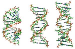 three swilrling DNA double helix structures are shown in colour