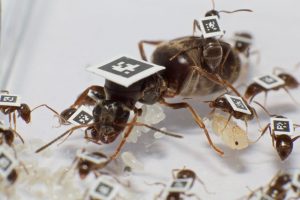 ants are covered with tiny marked decals or signs