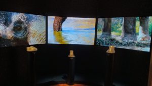 museum exhibit with three video screens showing elephants; small physical elephant body parts are visible as 3D printed objects