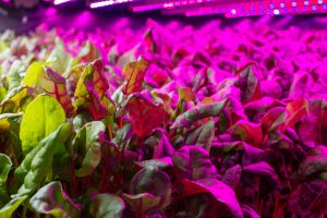 chard plants grow under LED lights