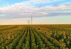 wind mills seen in farmland setting under blue skies