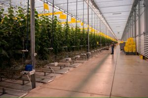 inside a giant greenhouse, crops and technical equipment are seen