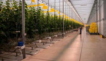 inside a giant greenhouse, crops and technical equipment are seen