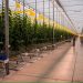 inside a giant greenhouse, crops and technical equipment are seen