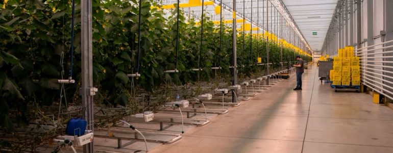 inside a giant greenhouse, crops and technical equipment are seen