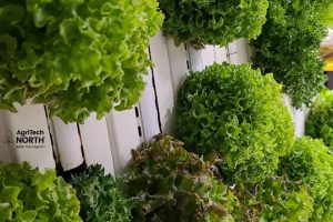 indoor crops