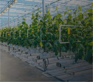 crops growing indoor greenhouse