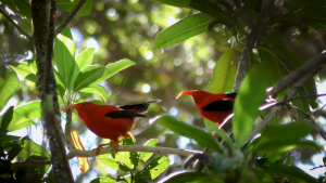 two red birds, honeycreepers, amidst green tree leaves