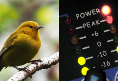 A-composite-image showing an-ʻAnianiau-bird and-an-audio-device-measuring-sounds decibels
