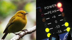 A-composite-image showing an-ʻAnianiau-bird and-an-audio-device-measuring-sounds decibels