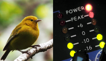 A-composite-image showing an-ʻAnianiau-bird and-an-audio-device-measuring-sounds decibels