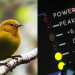 A-composite-image showing an-ʻAnianiau-bird and-an-audio-device-measuring-sounds decibels