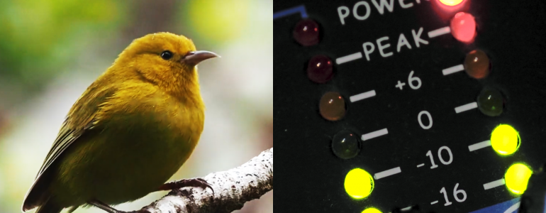 A-composite-image showing an-ʻAnianiau-bird and-an-audio-device-measuring-sounds decibels